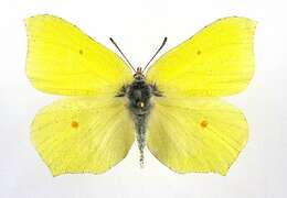 Imagem de Gonepteryx rhamni (Linnaeus 1758)