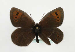 Image of Erebia pandrose