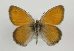 Image of small heath