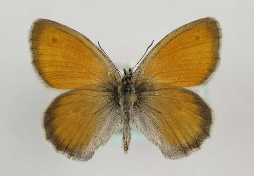 Image of small heath