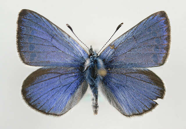 Image of Green-underside Blue