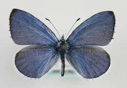 Image of holly blue