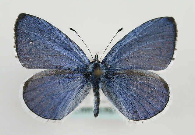 Image of holly blue