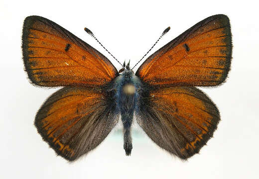 Image of <i>Lycaena hippothoe</i>