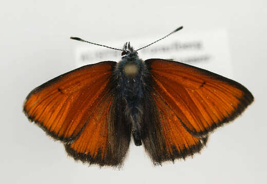 Image of <i>Lycaena hippothoe</i>