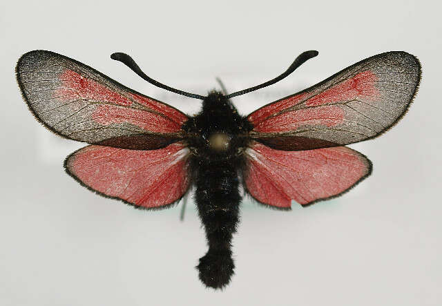 Image of <i>Zygaena minos</i>