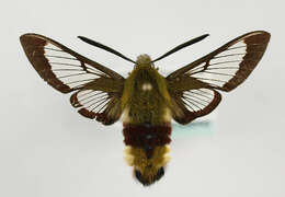 Image of broad-bordered bee hawk-moth