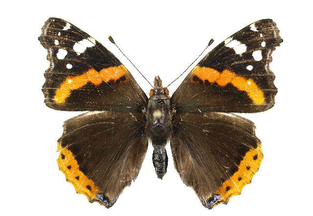 Imagem de Vanessa atalanta Linnaeus 1758