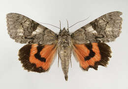 Image of red underwing