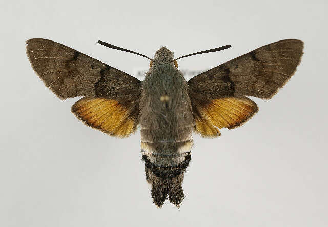 Image of humming-bird hawk moth