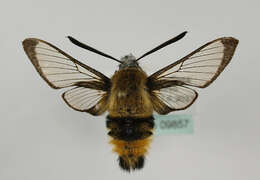 Imagem de Hemaris tityus (Linnaeus 1758)