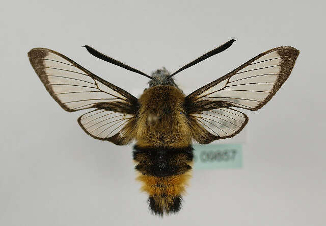 Imagem de Hemaris tityus (Linnaeus 1758)