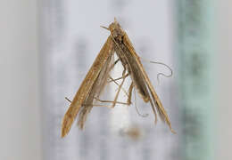 Image of Caloptilia elongella (Linnaeus 1761)