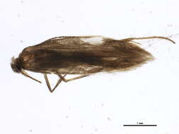 Image of convolvulus leafminer