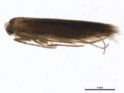 Image of convolvulus leafminer