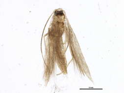 Image of convolvulus leafminer