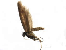 Image of Microlepidoptera