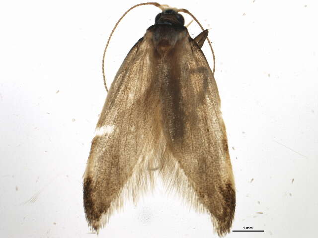 Image of Microlepidoptera