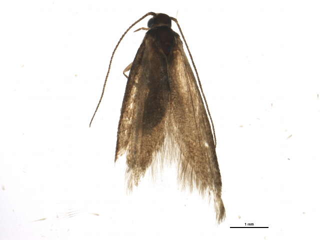 Image of Microlepidoptera