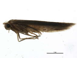 Image of convolvulus leafminer