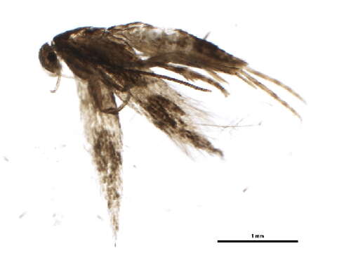 Image of <i>Elachista levipes</i>