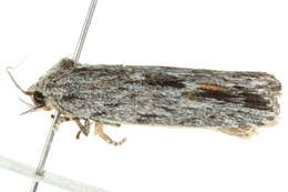 Image of Agriophara platyscia Lower 1914