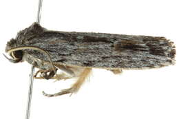 Image of Agriophara platyscia Lower 1914