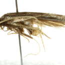 Image of Lecithocera terrigena