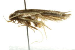 Image of Lecithocera terrigena