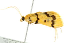 Image of <i>Dichocrocis clytusalis</i>