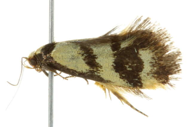 Image of <i>Olbonoma triptycha</i>