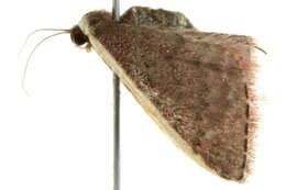 Image of Idaea