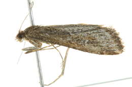 Image of Hednota pedionoma