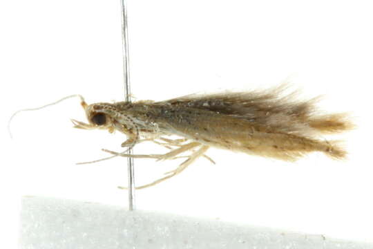 Image of <i>Coleophora crypsineura</i>