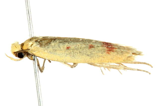 Image of <i>Heteroteucha occidua</i>