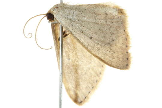 Image of Scopula optivata Walker 1861