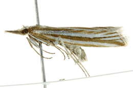 Image of Hednota megalarcha