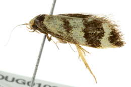 Image of <i>Olbonoma triptycha</i>