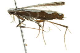 Image of Dialectica scalariella (Zeller 1850)