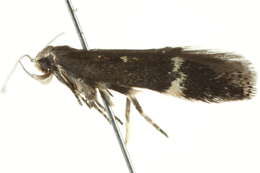 Image of <i>Aproaerema simplexella</i>