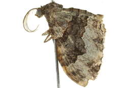 Image of <i>Epyaxa sodaliata</i>