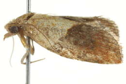 Image of Light brown apple moth