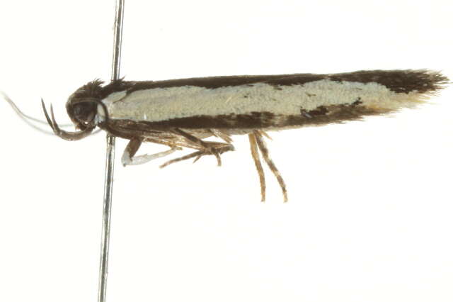 Image of Ardozyga stratifera