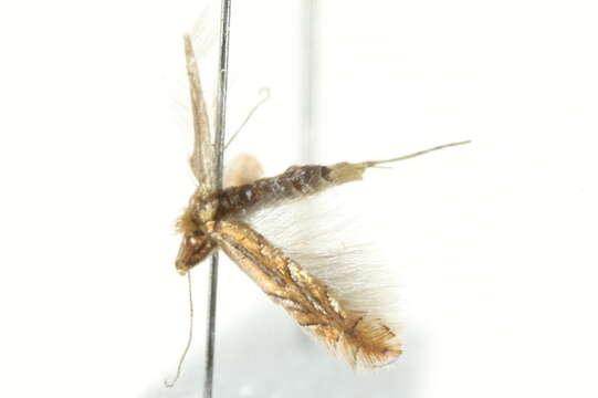 Phyllonorycter messaniella (Zeller 1846)的圖片