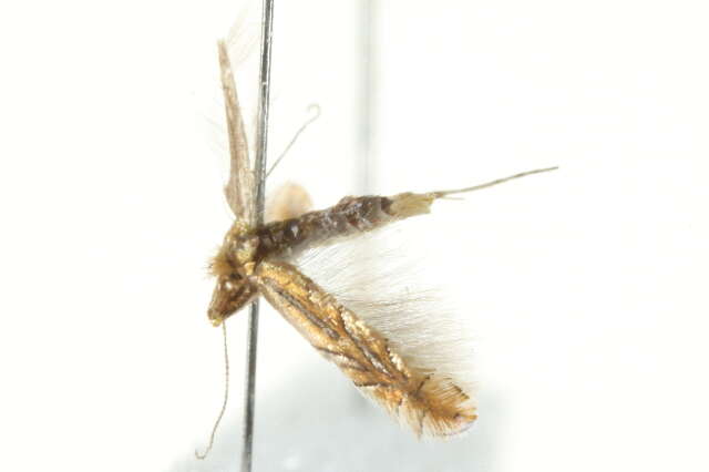 Phyllonorycter messaniella (Zeller 1846)的圖片