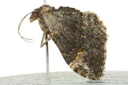 Image of <i>Epyaxa sodaliata</i>