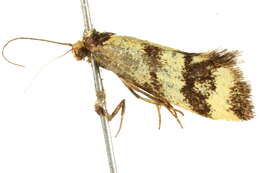 Image of <i>Olbonoma triptycha</i>