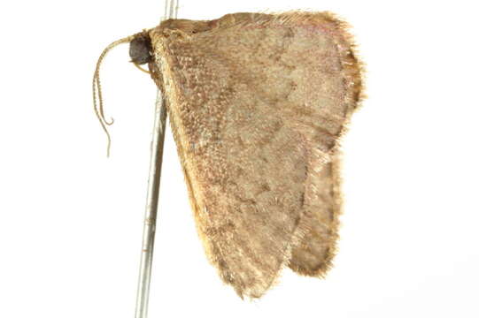 Image of Idaea costaria Walker 1863