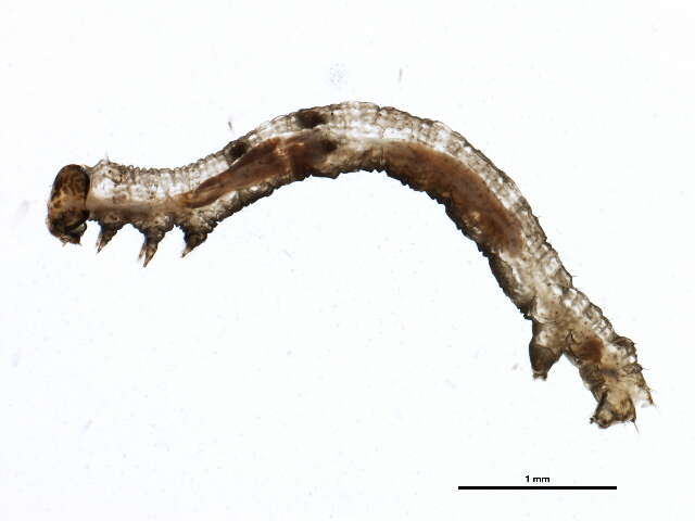 صورة <i>Ectropis excursaria</i>