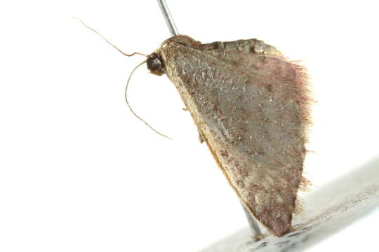 Image of Idaea costaria Walker 1863